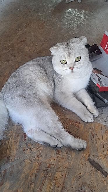 Вязка!!! Читайте внимательно! Не продаётся. Молодой привозной котик 📍 at lalafo.kg Вязка!!! Читайте внимательно! Не продаётся. Молодой привозной котик 📍