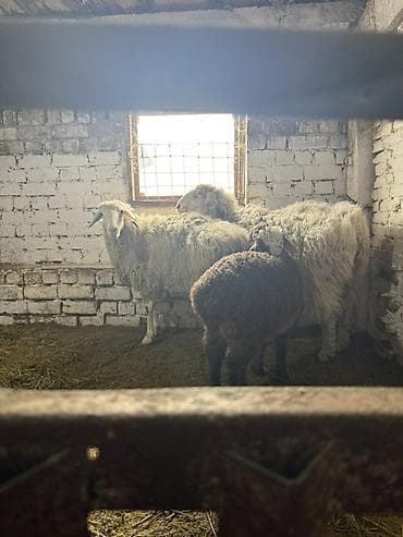Продаю | Овца (самка) | Для разведения | Матка at lalafo.kg Продаю | Овца (самка) | Для разведения | Матка
