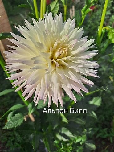 Георгины — сортовые делёнки/клубни Представлены проверенные at lalafo.kg Георгины — сортовые делёнки/клубни Представлены проверенные