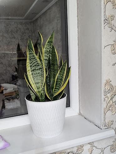 Сансевиерия (Sansevieria trifasciata, «щучий хвост») в декоративном at lalafo.kg Сансевиерия (Sansevieria trifasciata, «щучий хвост») в декоративном