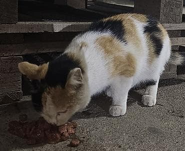 Хорьки: Кошка даром: Беспородная, Девочка at lalafo.kg — 4 Хорьки: Кошка даром: Беспородная, Девочка — 4