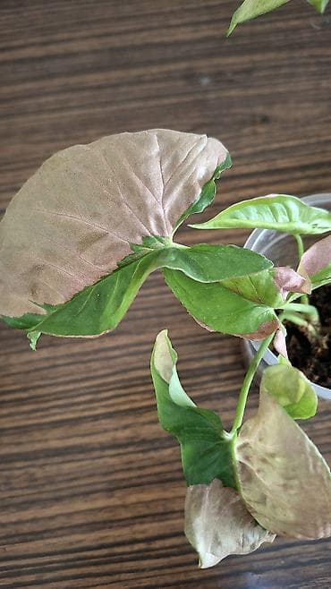 С комнатные растения (в горшках) 1) Сингониум розовый (Syngonium): - at lalafo.kg С комнатные растения (в горшках) 1) Сингониум розовый (Syngonium): -