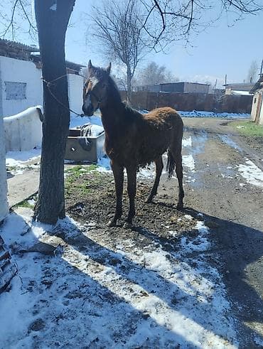 Продаю | Жеребец | Полукровка | Рабочий | Племенные at lalafo.kg Продаю | Жеребец | Полукровка | Рабочий | Племенные