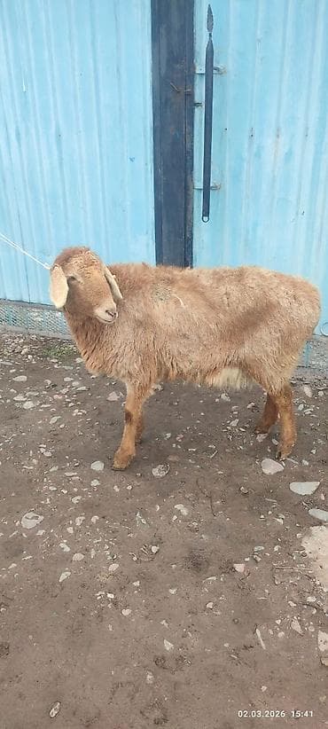 Продаю | Овца (самка) | Для разведения | Ярка at lalafo.kg Продаю | Овца (самка) | Для разведения | Ярка