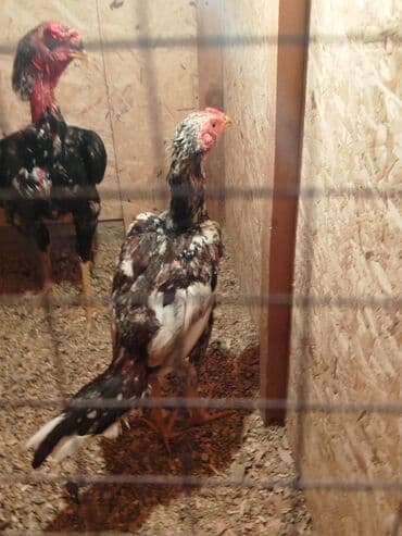 Дакан жожо короз сатылат активный алмашу жолдору бар адрес Бишкек Заря at lalafo.kg Дакан жожо короз сатылат активный алмашу жолдору бар адрес Бишкек Заря