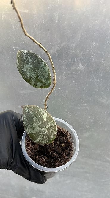 Монстерлер: Продаю хойи. Цены от 250 до 2000сом lalafo.kg да — 4 Монстерлер: Продаю хойи. Цены от 250 до 2000сом — 4