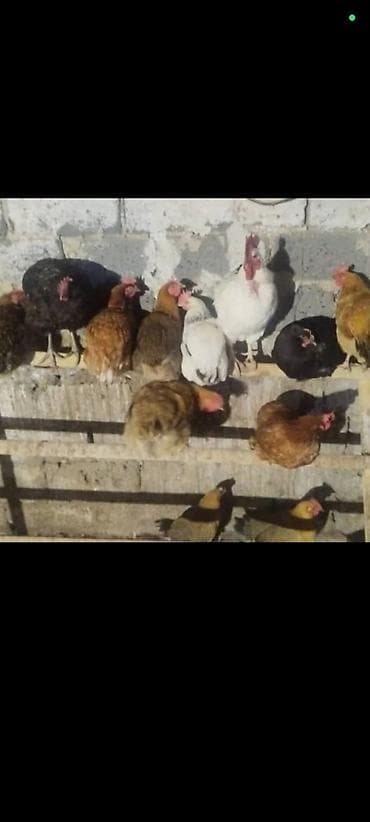 Продаю | Куры | Кучинская | Для разведения at lalafo.kg Продаю | Куры | Кучинская | Для разведения