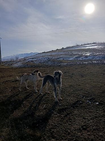 Щенки-подростки пастушьего типа - Две молодые собаки среднего at lalafo.kg — 4 Щенки-подростки пастушьего типа - Две молодые собаки среднего — 4