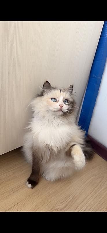 Пушистая кошка с голубыми глазами и длинной шелковистой шерстью. Окрас at lalafo.kg Пушистая кошка с голубыми глазами и длинной шелковистой шерстью. Окрас