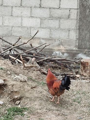 Продаю | Петух | Домашняя | Для разведения at lalafo.kg Продаю | Петух | Домашняя | Для разведения