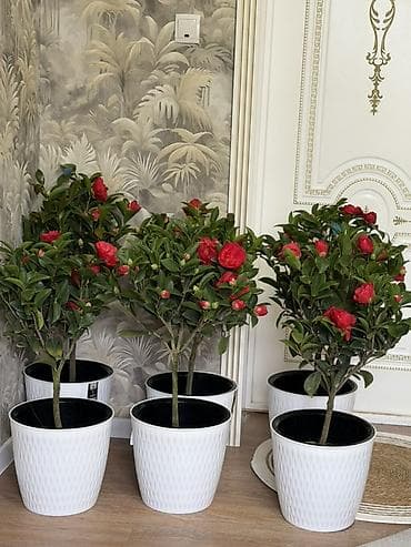 Антуриумдар: Крупномерные комнатные камелии (Camellia japonica) в декоративных lalafo.kg да — 2 Антуриумдар: Крупномерные комнатные камелии (Camellia japonica) в декоративных — 2