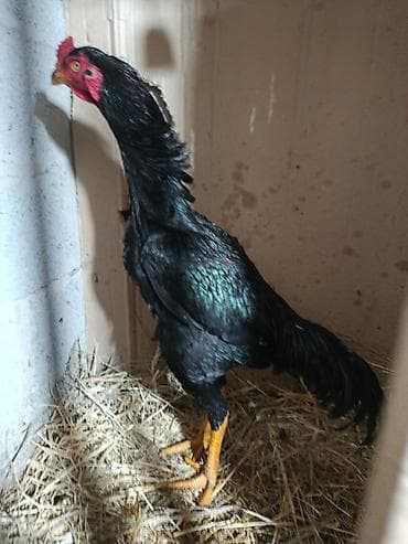 Продаю | Петух | Бойцовая | Для разведения at lalafo.kg Продаю | Петух | Бойцовая | Для разведения