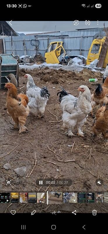 Продаю | Куры | Брама | Для разведения at lalafo.kg Продаю | Куры | Брама | Для разведения