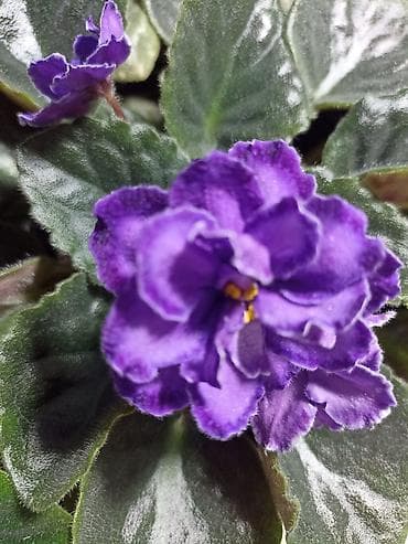 Продаю молодую фиалку, первоцвет at lalafo.kg Продаю молодую фиалку, первоцвет