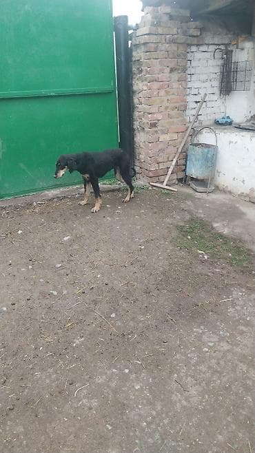 Тайган, 6 месяцев, Самец, С родословной at lalafo.kg Тайган, 6 месяцев, Самец, С родословной