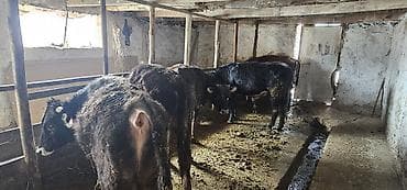 Продаю | Бык (самец) | Полукровка | На откорм | Привязанные at lalafo.kg Продаю | Бык (самец) | Полукровка | На откорм | Привязанные