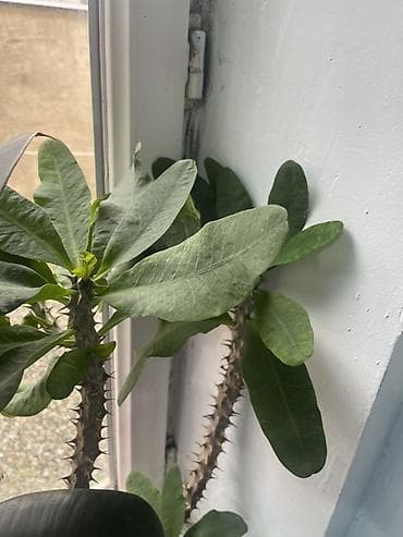 Молочай Миля (Euphorbia milii), комнатное растение-суккулент. - at lalafo.kg Молочай Миля (Euphorbia milii), комнатное растение-суккулент. -