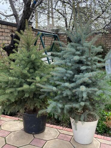 Саженцы деревьев: Ели, Самовывоз, Платная доставка at lalafo.kg Саженцы деревьев: Ели, Самовывоз, Платная доставка