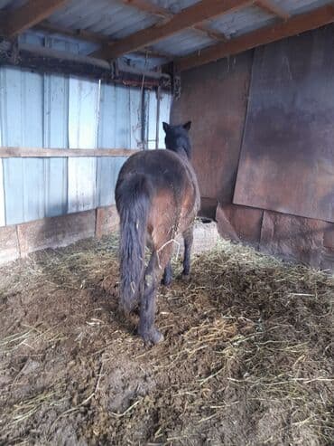 Продаю | Жеребенок | Для разведения | Племенные at lalafo.kg Продаю | Жеребенок | Для разведения | Племенные