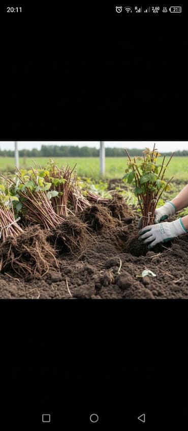 Рассада малины Геракл at lalafo.kg Рассада малины Геракл