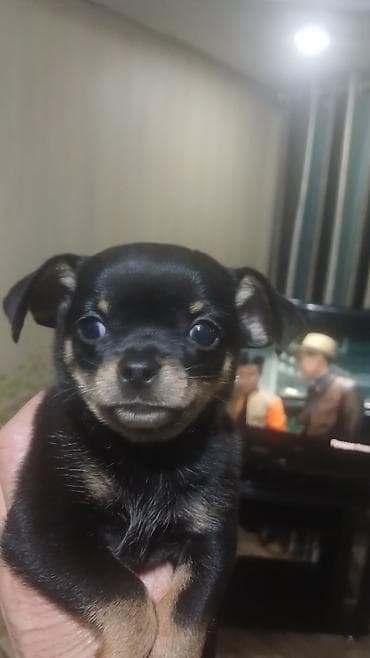 Чихуахуа, 2 месяца, Самка, С прививкой at lalafo.kg — 3 Чихуахуа, 2 месяца, Самка, С прививкой — 3
