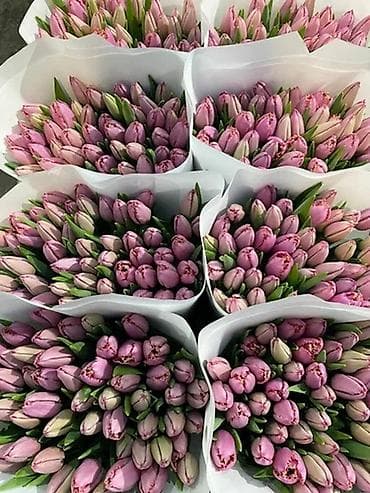 Тюльпаны оптом
Премиум сорта
Привозные
Лучшие голландские сорта at lalafo.kg Тюльпаны оптом
Премиум сорта
Привозные
Лучшие голландские сорта