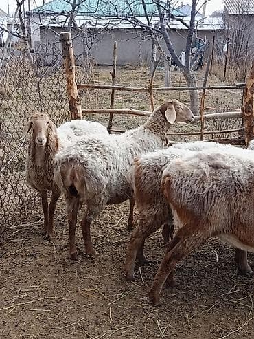 Продаю | Овца (самка) | Для разведения at lalafo.kg Продаю | Овца (самка) | Для разведения