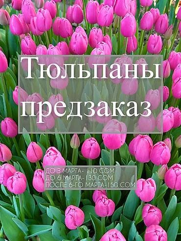 Тюльпаны — предзаказ - Срезанные тюльпаны из теплицы, аккуратные at lalafo.kg Тюльпаны — предзаказ - Срезанные тюльпаны из теплицы, аккуратные