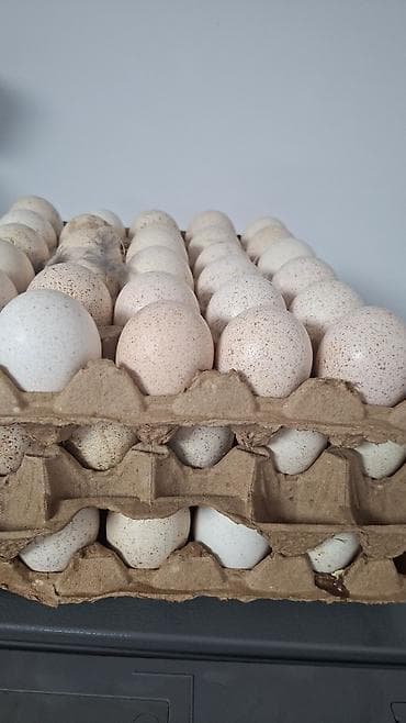 Свежие куриные яйца в лотках - Натуральные, столовые яйца со светлой at lalafo.kg Свежие куриные яйца в лотках - Натуральные, столовые яйца со светлой
