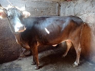 Продаю | Корова (самка), Тёлка | Для разведения at lalafo.kg Продаю | Корова (самка), Тёлка | Для разведения