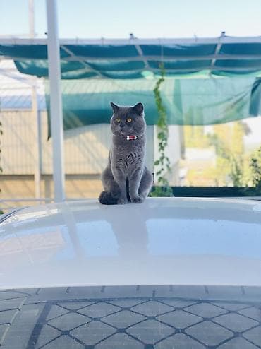 Британская короткошёрстная, 2 года, Мальчик, Серый at lalafo.kg Британская короткошёрстная, 2 года, Мальчик, Серый