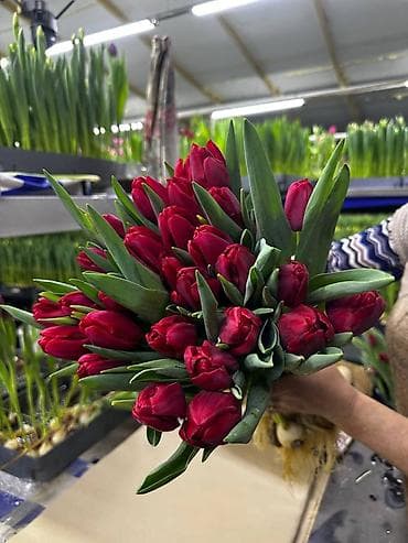 Тюльпаны Голландские - Разновидности и цвета: насыщенно‑красные at lalafo.kg Тюльпаны Голландские - Разновидности и цвета: насыщенно‑красные