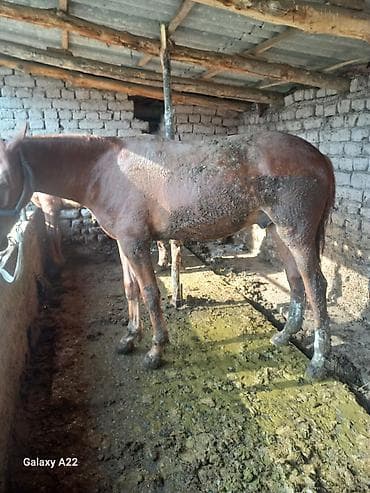 Продаю | Жеребец | Рабочий at lalafo.kg Продаю | Жеребец | Рабочий