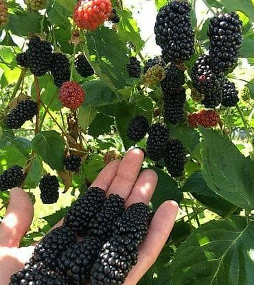 Ежевика В розницу at lalafo.kg Ежевика В розницу