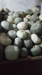 Продаю тыквы по 25 сом at lalafo.kg Продаю тыквы по 25 сом