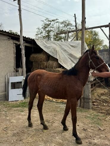 Продаю | Жеребенок | Конный спорт at lalafo.kg Продаю | Жеребенок | Конный спорт