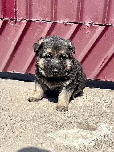 Немецкая овчарка, 1 месяц, Самец at lalafo.kg Немецкая овчарка, 1 месяц, Самец