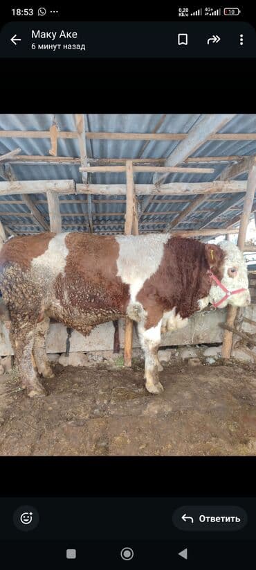 Продаю | Бык (самец) | Симментальская | Для разведения | Племенные at lalafo.kg Продаю | Бык (самец) | Симментальская | Для разведения | Племенные