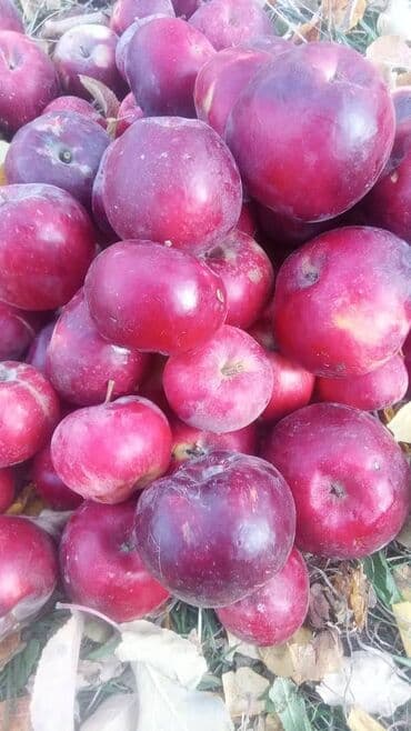 Яблоки at lalafo.kg Яблоки