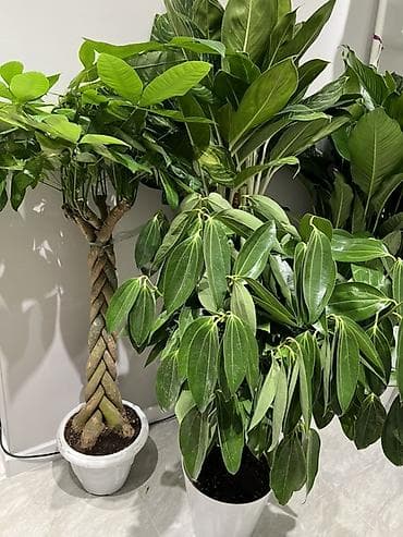 Антуриумдар: Женское счастье гигант сорт По городу доставка бесплатно Крупные lalafo.kg да — 4 Антуриумдар: Женское счастье гигант сорт По городу доставка бесплатно Крупные — 4