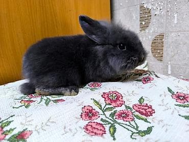 Декоративные пушистый кролики. Особенности: - компактный размер at lalafo.kg — 8 Декоративные пушистый кролики. Особенности: - компактный размер — 8