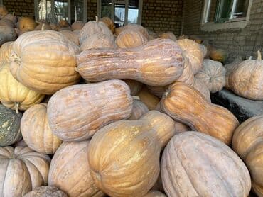 Тыквы столовые, мускатные сорта. - Крупные и средние плоды вытянутой at lalafo.kg Тыквы столовые, мускатные сорта. - Крупные и средние плоды вытянутой