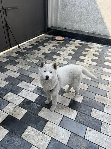 Хаски, 4 месяца, Самец, С родословной, С прививкой at lalafo.kg Хаски, 4 месяца, Самец, С родословной, С прививкой