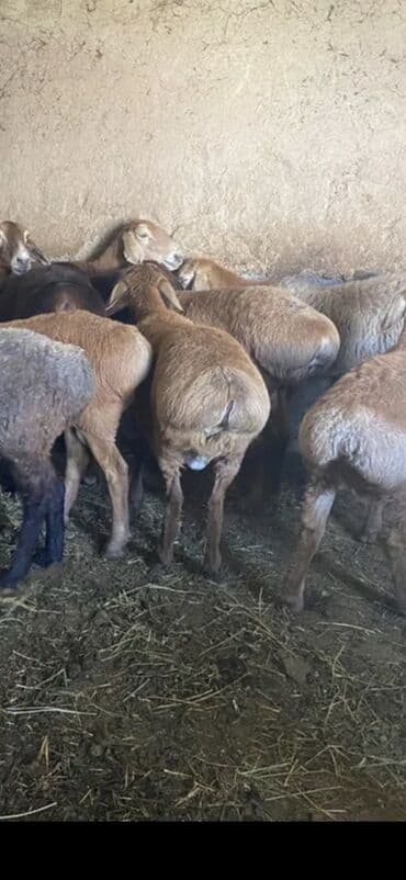 Сатам | Ургаачы кой (ургаачы), Козу, Кочкор (эркек) | Союуга, Көбөйтүү үчүн lalafo.kg да — 1 Сатам | Ургаачы кой (ургаачы), Козу, Кочкор (эркек) | Союуга, Көбөйтүү үчүн — 1