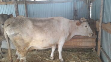 Продаю корову за 250тысяч обращайтесь по номеру телефона!!!!! at lalafo.kg Продаю корову за 250тысяч обращайтесь по номеру телефона!!!!!