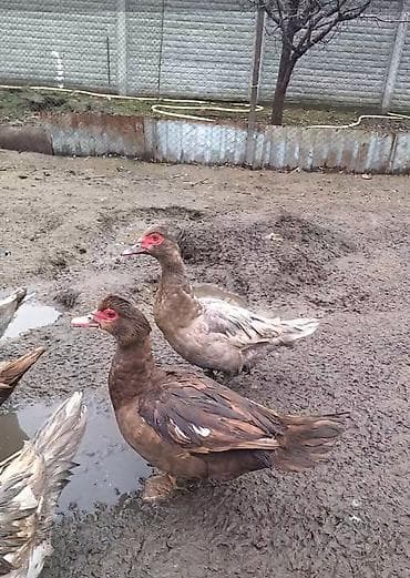 Продаю уток тяжёлая линия шоколад и (орех сирень)5 уточек и 3 селезня at lalafo.kg Продаю уток тяжёлая линия шоколад и (орех сирень)5 уточек и 3 селезня