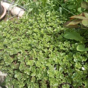 шкаф посуда: Саженцы цветка: Самовывоз, Платная доставка, Бесплатная доставка at lalafo.kg — 18 шкаф посуда: Саженцы цветка: Самовывоз, Платная доставка, Бесплатная доставка — 18