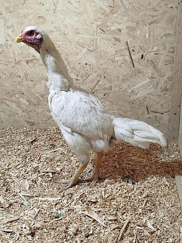 Продаю | Куры at lalafo.kg Продаю | Куры