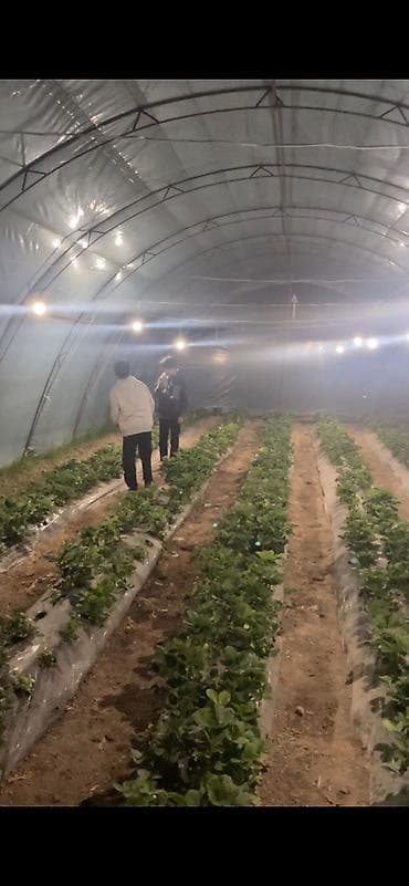 Тепличный комплекс каркасного типа - Арочные теплицы на металлическом at lalafo.kg Тепличный комплекс каркасного типа - Арочные теплицы на металлическом