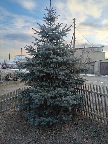 Продаю Иссык-кульские голубые ели, 2 дерева, высота 3 метра at lalafo.kg Продаю Иссык-кульские голубые ели, 2 дерева, высота 3 метра